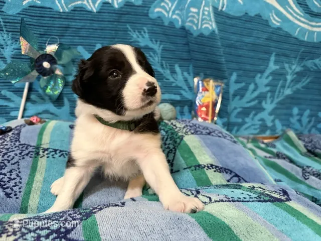 Brax – Border Collie puppy for sale in Linden, IN