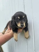 Shade, a male Miniature Dachshund for sale in Linden, IN – 5 of 8