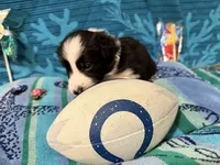 Everett, a male Border Collie for sale in Linden, IN – 1 of 9