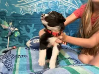 Tank, a male Border Collie for sale in Linden, IN – 8 of 9