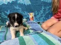Blue, a male Border Collie for sale in Linden, IN – 2 of 10