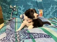 Rosey, a female Border Collie for sale in Linden, IN – 3 of 9