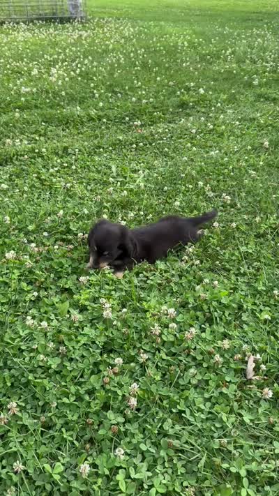 Shade, a male Miniature Dachshund for sale in Linden, IN – 8 of 8