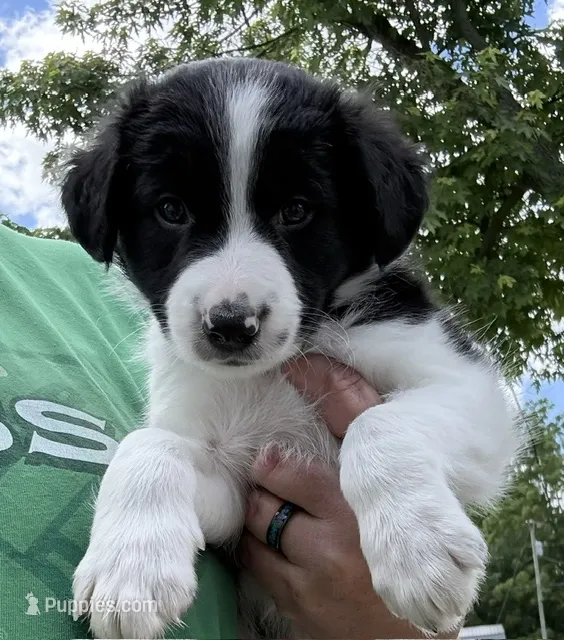 Brax – Border Collie puppy for sale in Linden, IN
