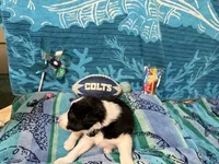 Brax, a male Border Collie for sale in Linden, IN – 5 of 9
