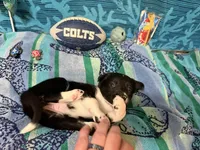 Lacy, a female Border Collie for sale in Linden, IN – 6 of 10