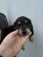 Shade, a male Miniature Dachshund for sale in Linden, IN – 4 of 8