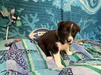 Gracy, a female Border Collie for sale in Linden, IN – 5 of 10