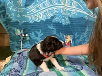 Tank, a male Border Collie for sale in Linden, IN – 3 of 9