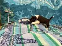 Blue, a male Border Collie for sale in Linden, IN – 5 of 10
