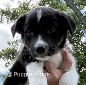Brownie – Border Collie puppy for sale in Linden, IN