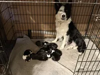 Gracy, a female Border Collie for sale in Linden, IN – 7 of 10
