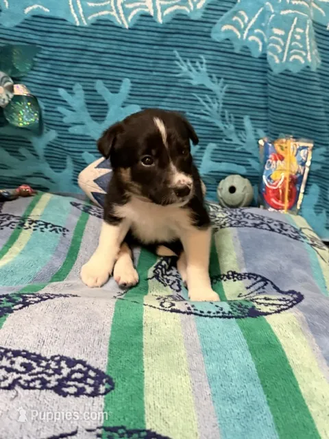 Brownie – Border Collie puppy for sale in Linden, IN