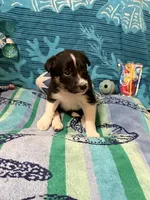 Brownie, a male Border Collie for sale in Linden, IN – 1 of 7