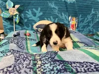 Everett, a male Border Collie for sale in Linden, IN – 4 of 9