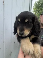Shade, a male Miniature Dachshund for sale in Linden, IN – 7 of 8
