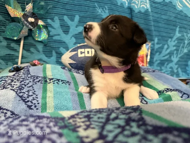 Gracy – Border Collie puppy for sale in Linden, IN