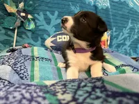 Gracy, a female Border Collie for sale in Linden, IN – 1 of 10