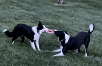 Blue, a male Border Collie for sale in Linden, IN – 7 of 10