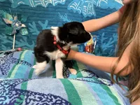 Tank, a male Border Collie for sale in Linden, IN – 6 of 9