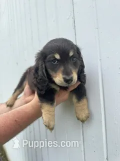 Shade – Miniature Dachshund puppy for sale in Linden, IN