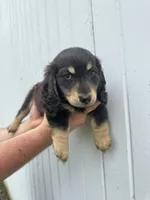 Shade, a male Miniature Dachshund for sale in Linden, IN – 1 of 8