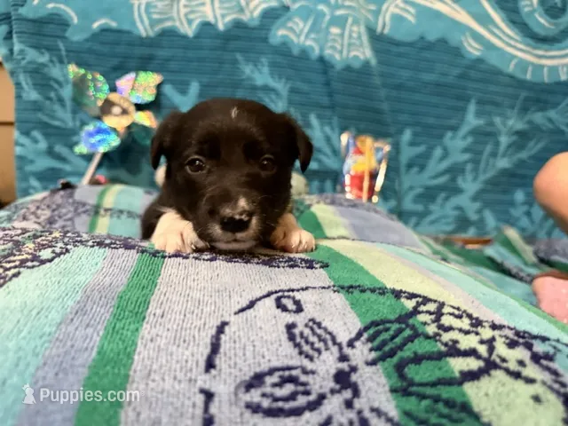 Lacy – Border Collie puppy for sale in Linden, IN