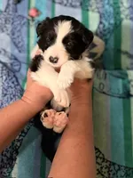 Everett, a male Border Collie for sale in Linden, IN – 2 of 9