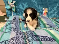 Everett, a male Border Collie for sale in Linden, IN – 3 of 9