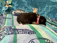 Lacy, a female Border Collie for sale in Linden, IN – 3 of 10