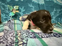 Lacy, a female Border Collie for sale in Linden, IN – 5 of 10