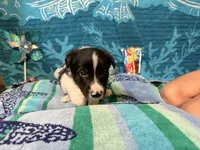 Blue, a male Border Collie for sale in Linden, IN – 4 of 10