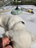 Sugar, a female English Setter for sale in Hobgood, NC – Photo 4 of 4