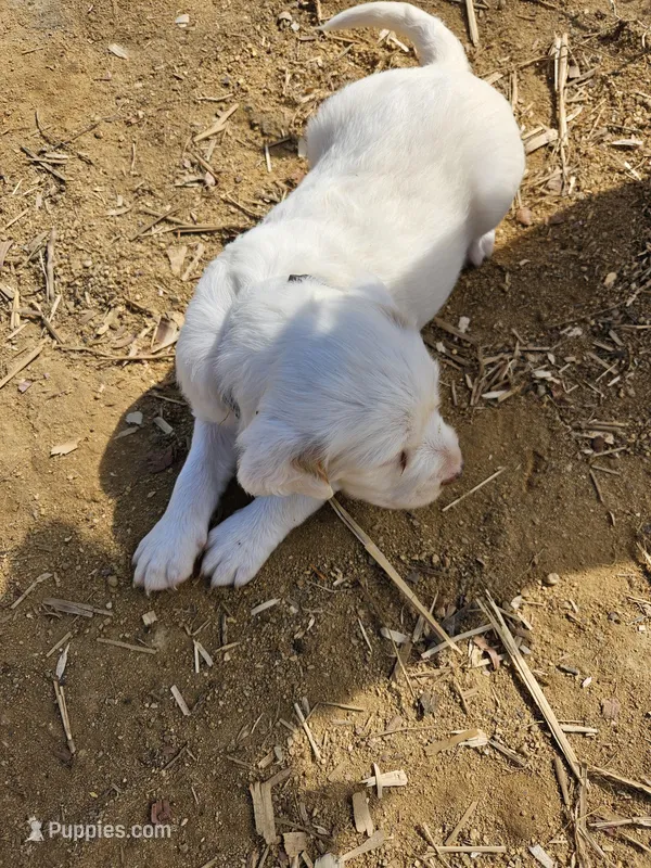 Sugar, a female English Setter for sale in Hobgood, NC – Photo 1 of 4