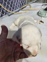 Sugar, a female English Setter for sale in Hobgood, NC – Photo 2 of 4