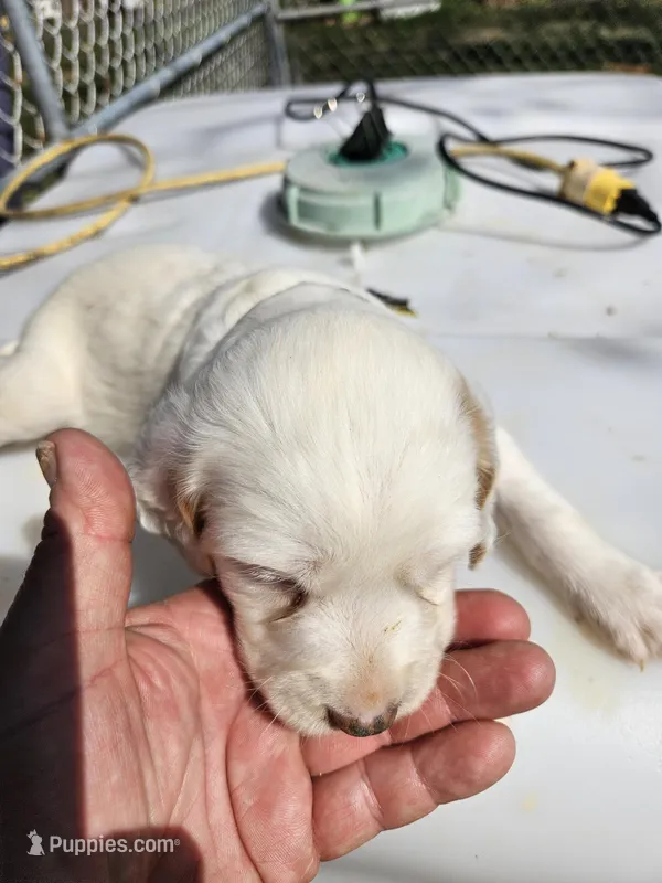 Snowball, a female English Setter for sale in Hobgood, NC – Photo 1 of 5