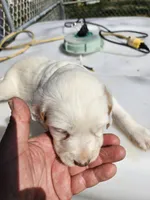 Snowball, a female English Setter for sale in Hobgood, NC – Photo 1 of 5