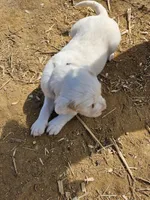 Snowball, a female English Setter for sale in Hobgood, NC – Photo 5 of 5