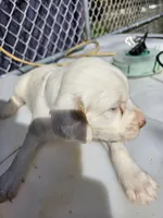 Snowball, a female English Setter for sale in Hobgood, NC – Photo 3 of 5