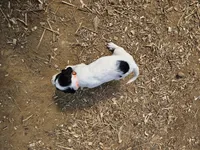 Bandit, a male English Setter for sale in Hobgood, NC – Photo 4 of 4