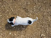 Bandit, a male English Setter for sale in Hobgood, NC – Photo 3 of 4