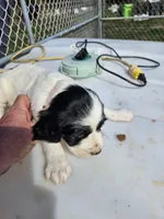 Bandit, a male English Setter for sale in Hobgood, NC – Photo 1 of 4