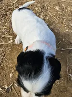 Bandit, a male English Setter for sale in Hobgood, NC – Photo 2 of 4
