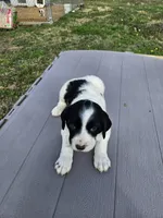 Ringo, a male English Setter for sale in Hobgood, NC – Photo 6 of 6