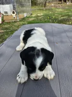 Ringo, a male English Setter for sale in Hobgood, NC – Photo 3 of 6