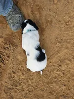 Ringo, a male English Setter for sale in Hobgood, NC – Photo 1 of 6