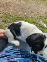 Ringo, a male English Setter for sale in Hobgood, NC – Photo 4 of 6