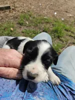 Ringo, a male English Setter for sale in Hobgood, NC – Photo 2 of 6