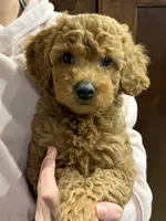 Bilbo, a male Miniature Goldendoodle for sale in Buchanan, MI – 4 of 4