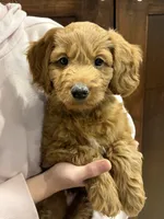 Pippin, a male Miniature Goldendoodle for sale in Buchanan, MI – 5 of 6
